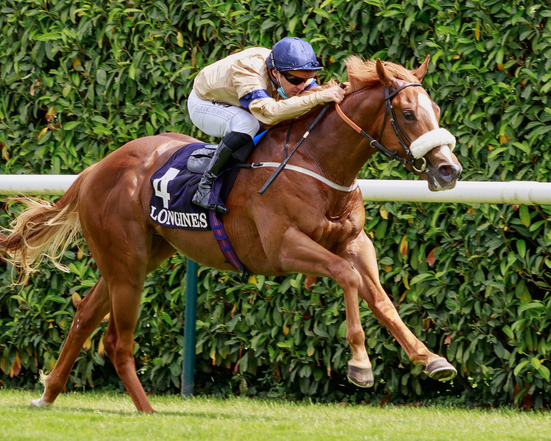 Another Tally Ho resident, Cotai Glory, sired 35 individual winners in his first crop in 2021, including the Group 2 Prix Robert Papin and Group 3 Prix du Bois winner Atomic Force (above)