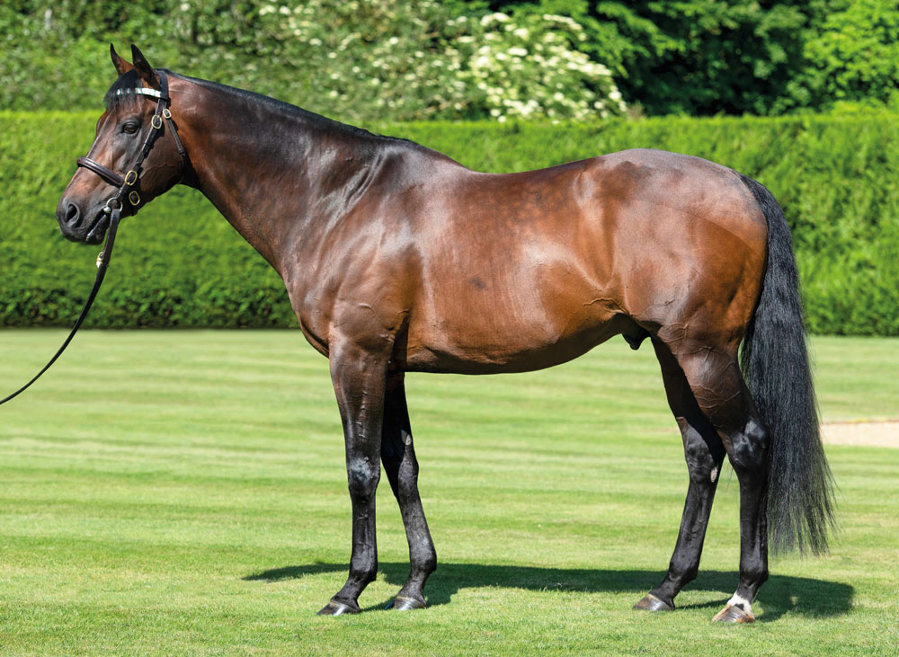 Most pinhookers who bought Kingman’s yearlings were amply rewarded for their investments