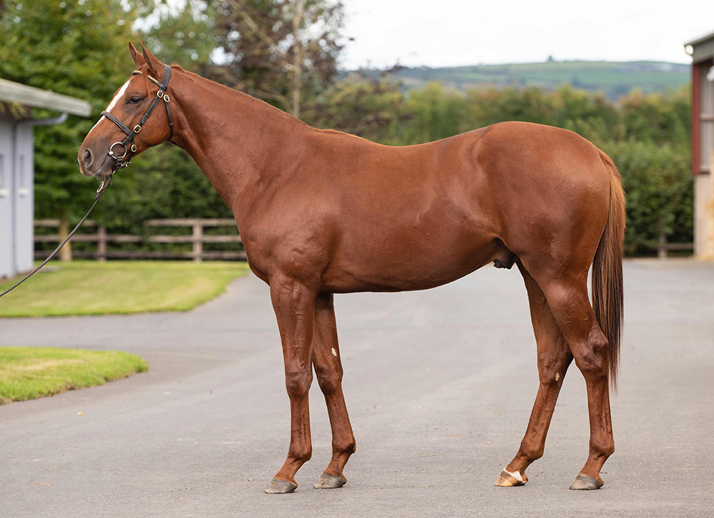 Bought as a foal by Petches Farm/Fairway Partners, this Masar colt out of Great Hope appreciated in value from 80,000gns to 350,000gns when reoffered as a yearling at Tattersalls by Clare Castle Stud