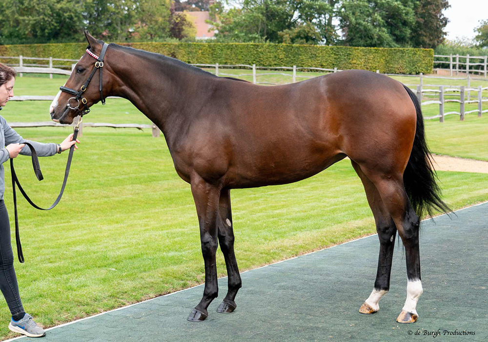 This bay filly by Bated Breath ex Always A Dream was bought by Houghton Bloodstock/A C Elliott Agent for 140,000gns as a foal and resold as a yearling by Kilminfoyle House Stud (Agent) to Godolphin for 600,000gns.