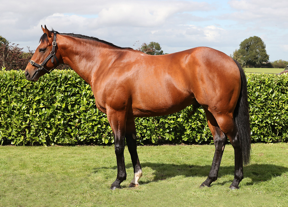 Prince of Lir stands at a low fee but has shown himself capable of breeding a good one.
