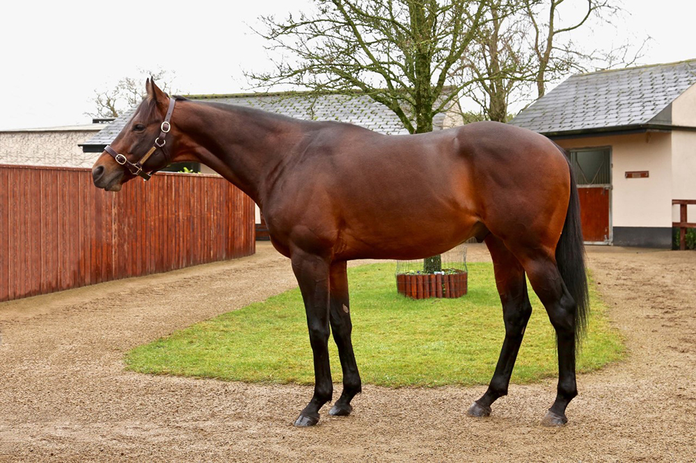 Group 1 British Champions Sprint Stakes winner, Sands of Mali, who has his first crop foals in 2022.