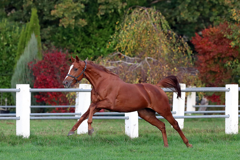 Torquator Tasso enjoying life at Gestüt Auenquelle