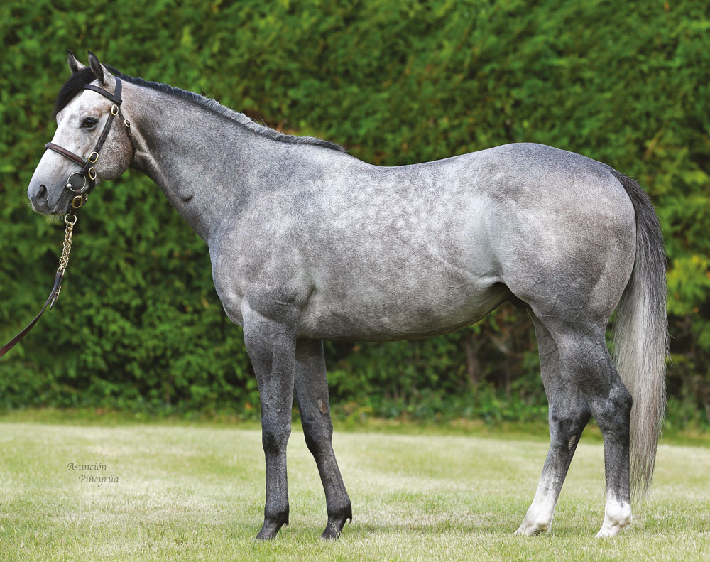 Havana Grey is one of many highly successful sires who didn’t achieve a rating of 120 or higher during their racing careers