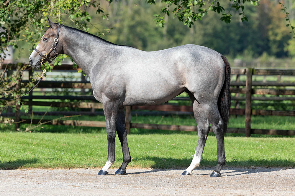 The Havana Grey colt out of Arcamist, bought for 250,000gns as a foal and resold as a yearling by Stauffenberg Bloodstock to Godolphin for 600,000gns at Tattersalls October Book 1.