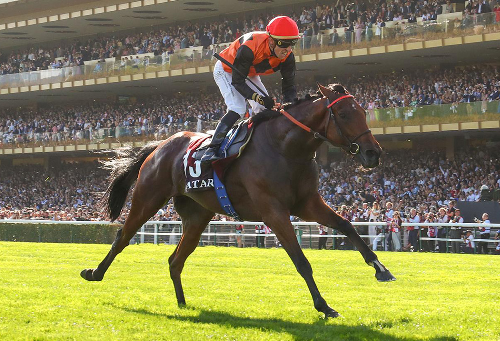 ACE IMPACT Thoroughbred Stallion Guide