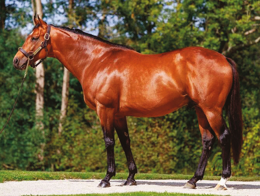 Haras de Colleville’s Galiway, whose matings with Kendargent mares has produced 16.2% Stakes winners to runners.
