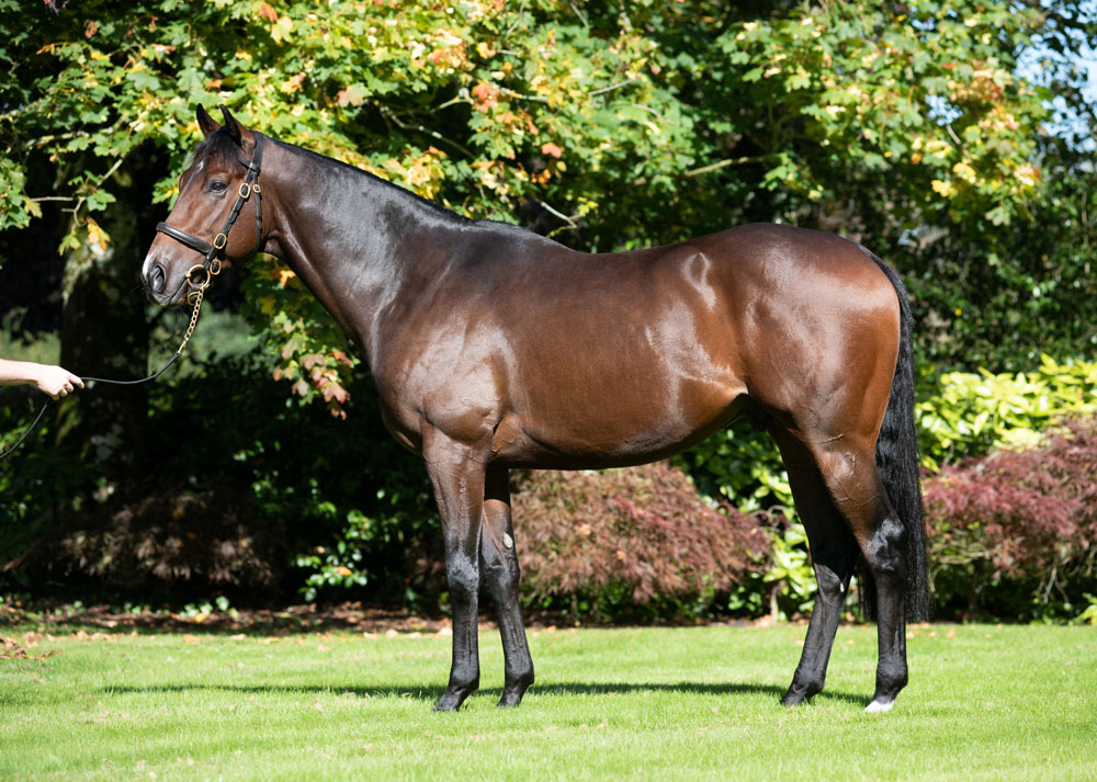 Calyx had four sons rated 100 or higher in his first crop and covered a large number of quality mares in 2023.