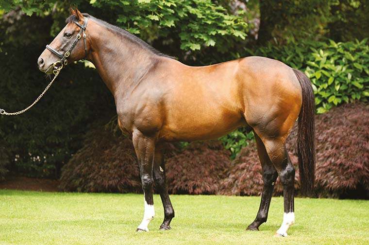 Holy Roman Emperor has always been among the less expensive go-to sires and he has a proven ability to produce top quality stock.