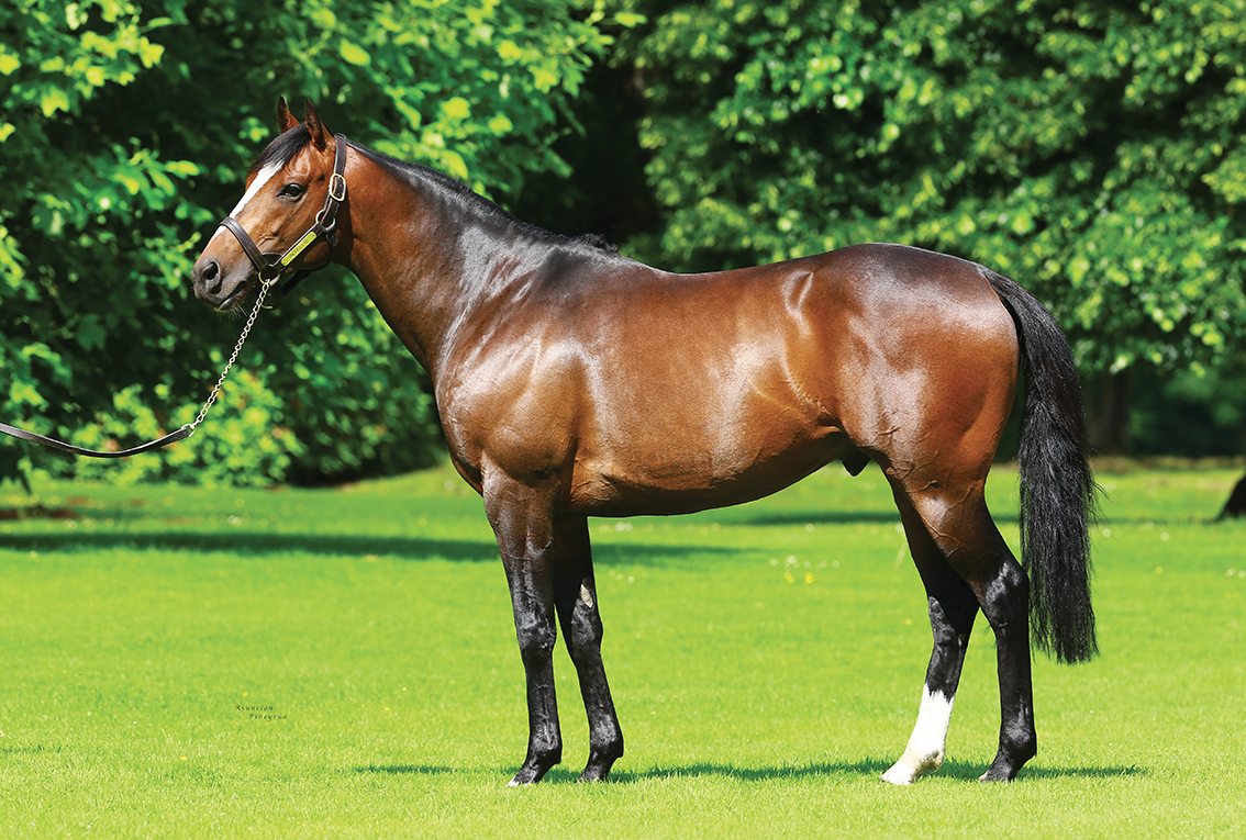 Intello has enjoyed a resurgence of international interest since moving to Haras de Beaumont in 2023.