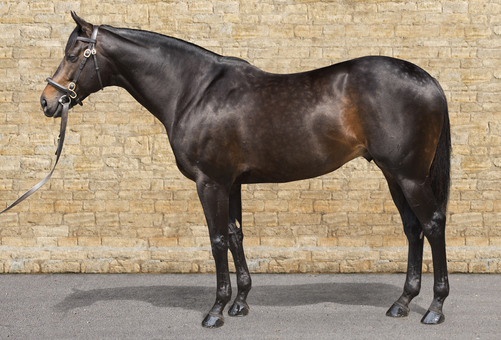 The Derby, Eclipse and Arc winner, Golden Horn began his stud career at Dalham Hall, but now stands as a dual purpose sire at Overbury Stud