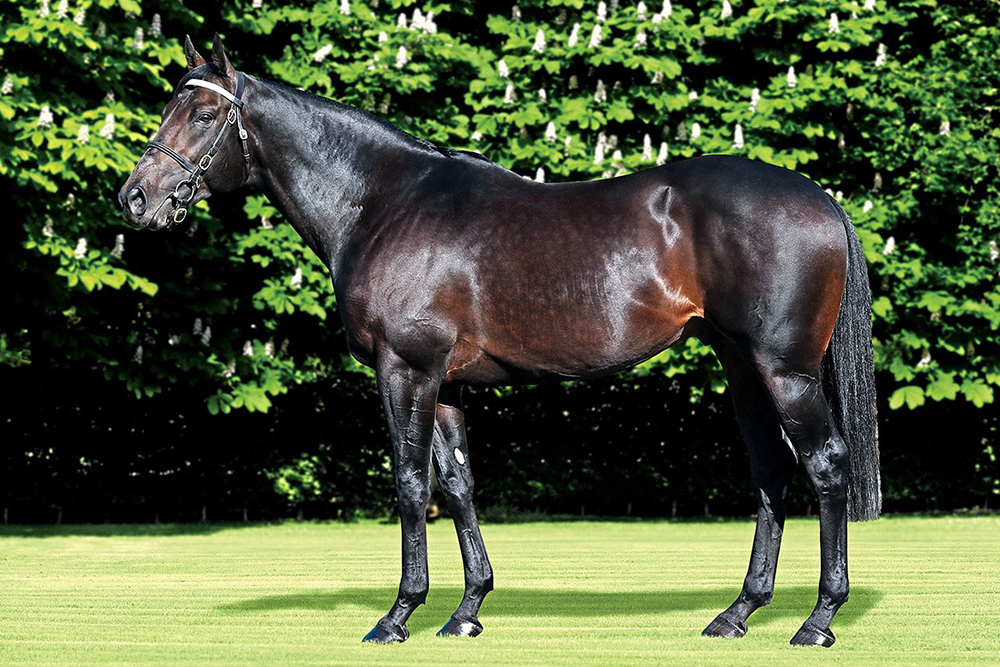 Derrinstown Stud’s Awtaad has a winners-to-foals strike rate of 42.7% and, as the sire of Group 1 winners Anmaat and Anisette, he represents excellent value