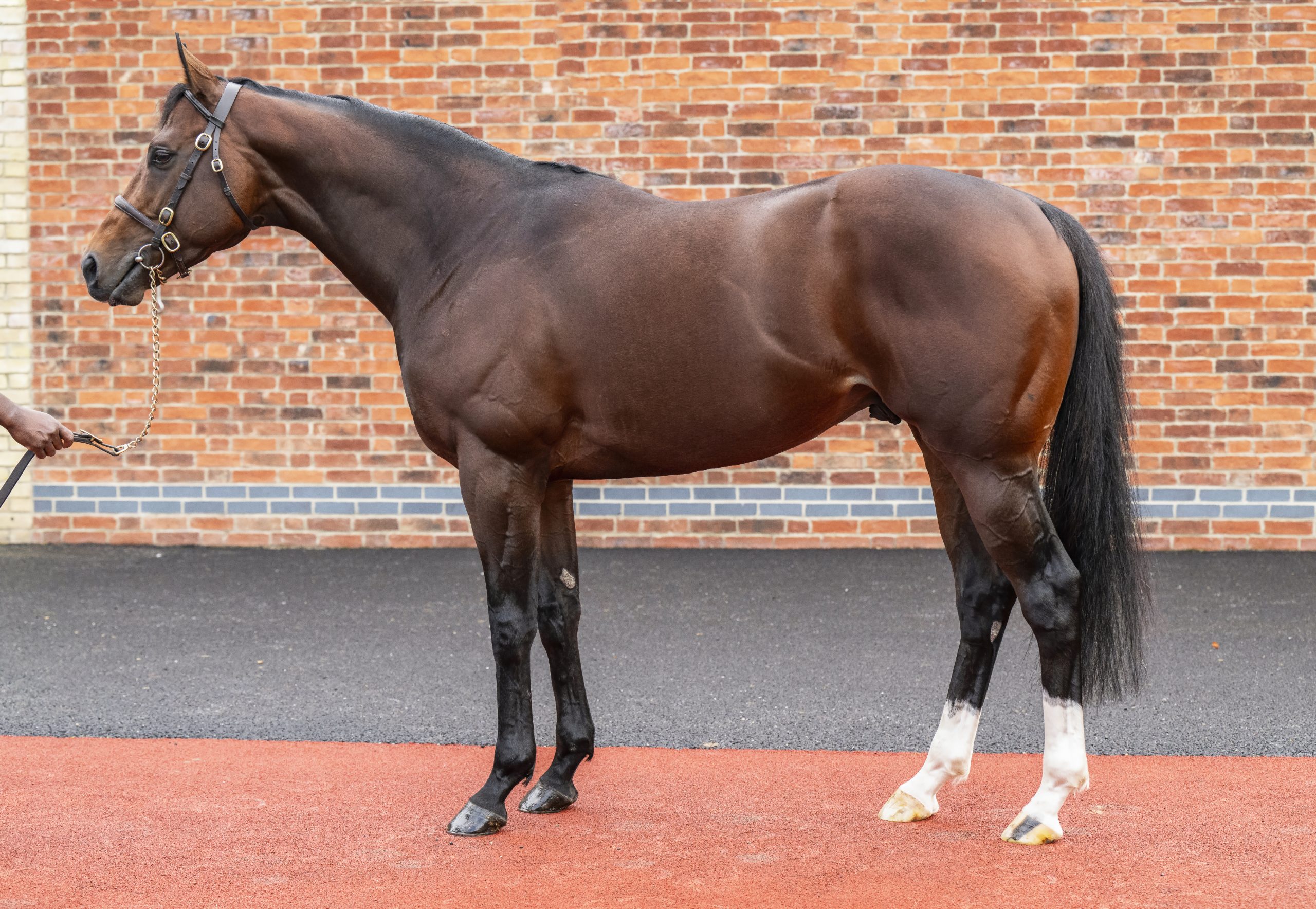 Elite Status_Big.jpg