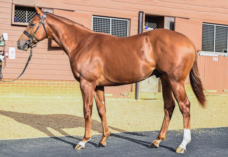 This Night of Thunder ex Wild Rye colt was purchased for 175,000gns by Ballyhimikin/McKeever Bloodstock at the 2024 Tattersalls December Foal Sale and subsequently sold for 1,000,000gns at this year’s October Yearling Sale.