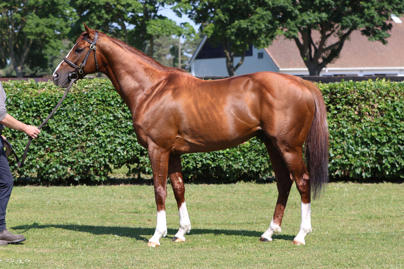 The National Stud’s Stradivarius had the highest percentage of profitable yearlings overall when compared with his nomination priceThe National Stud’s Stradivarius had the highest percentage of profitable yearlings overall when compared with his nomination price