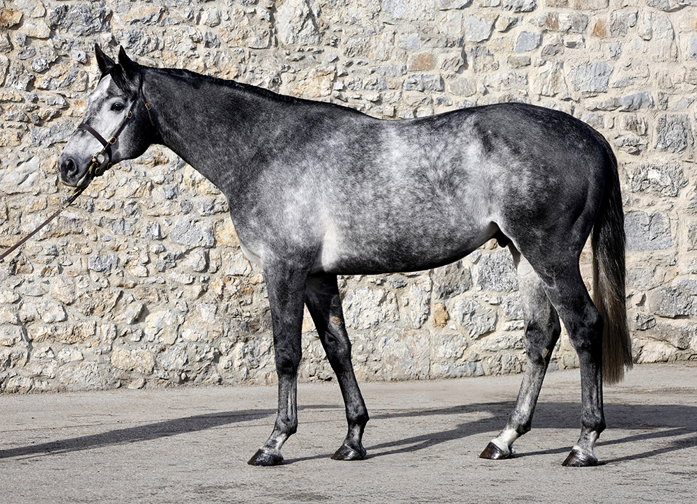 King Of Steel_Big.jpg