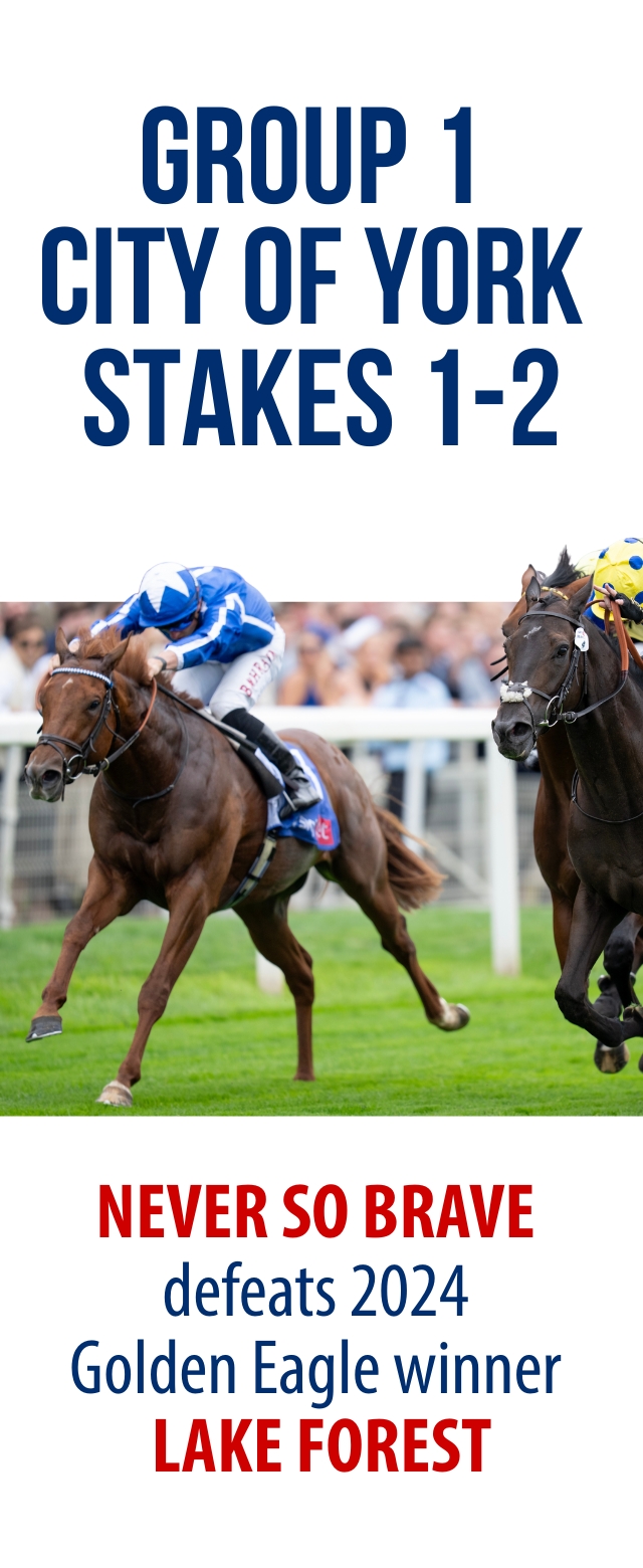 no-nay-never-thoroughbred-stallion-guide