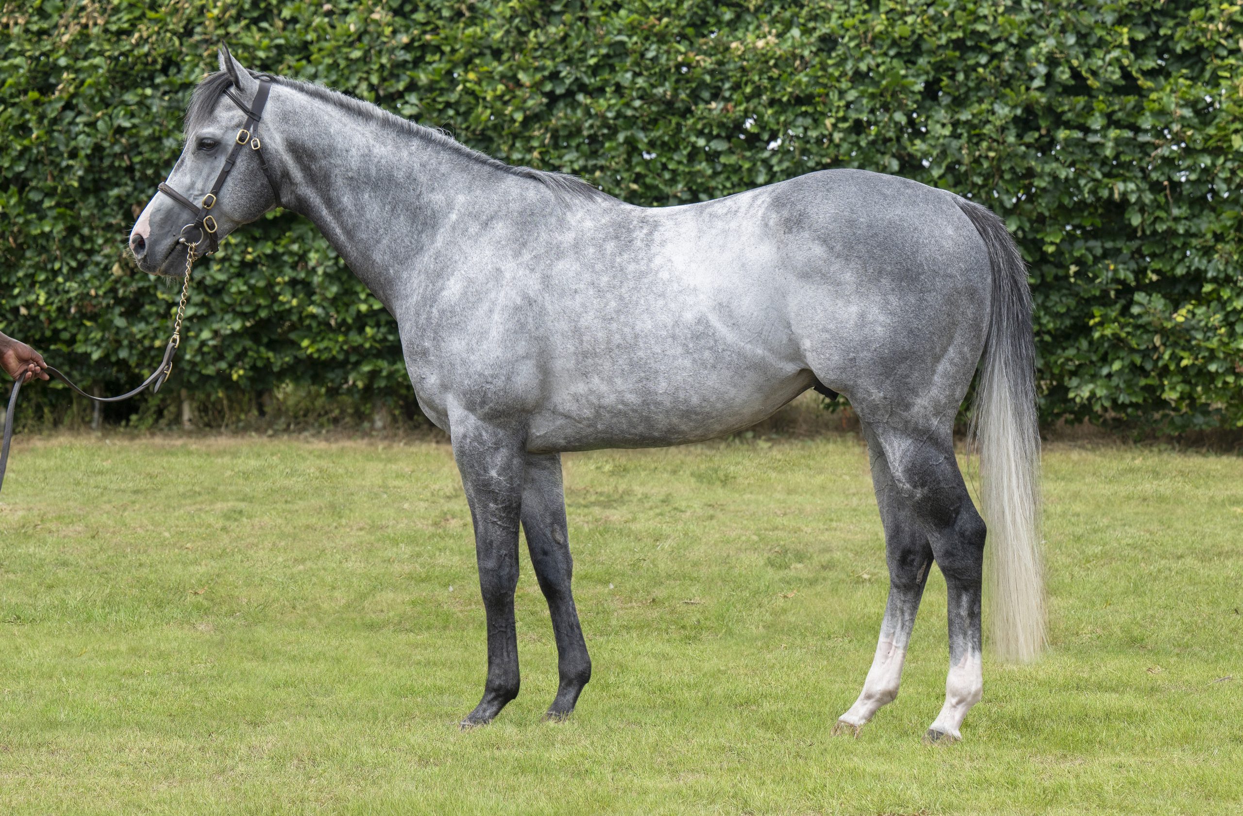 Dragon Symbol_big.jpg