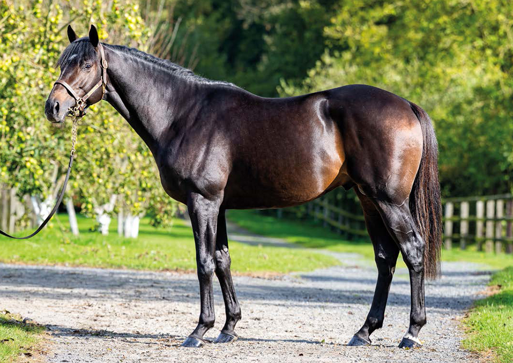 Chica Bonita’s grandson, Leon Du Berlais covered 100 mares in his first season at Haras de la Hêtraie
