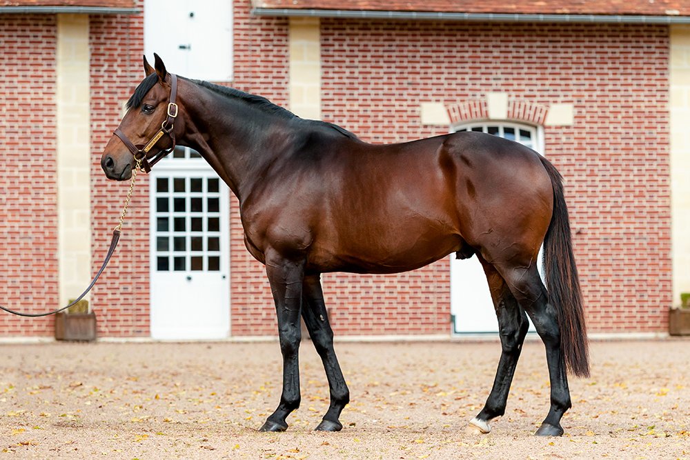 Goliath Du Berlais has had the best start at sutd in France in living memory and is currently ranked third amongst French NH sires