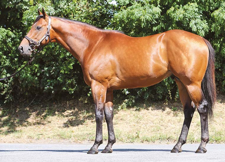 Bungle Inthejungle, who stands at Rathasker Stud, has sired five juvenile Group winners to date