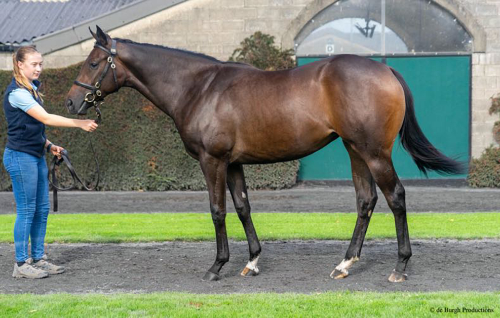 The Kodi Bear ex Ski Club filly sold for €95,000 by Ballyphilip Stud to Durcan Bloodstock/Richard Hughes Racing at last week’s Tattersalls Ireland September Yearling Sale